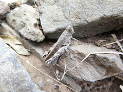 Calliptamus madeirae