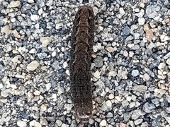 Noctuinae