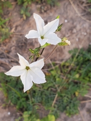 Nicotiana repanda