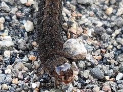 Noctuinae