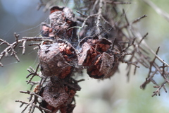 Cupressus goveniana