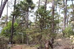 Cupressus goveniana