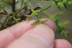 Cupressus goveniana
