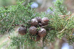 Cupressus goveniana