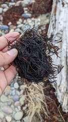 Furcellaria lumbricalis