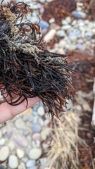 Furcellaria lumbricalis