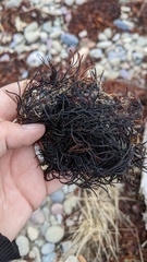 Furcellaria lumbricalis