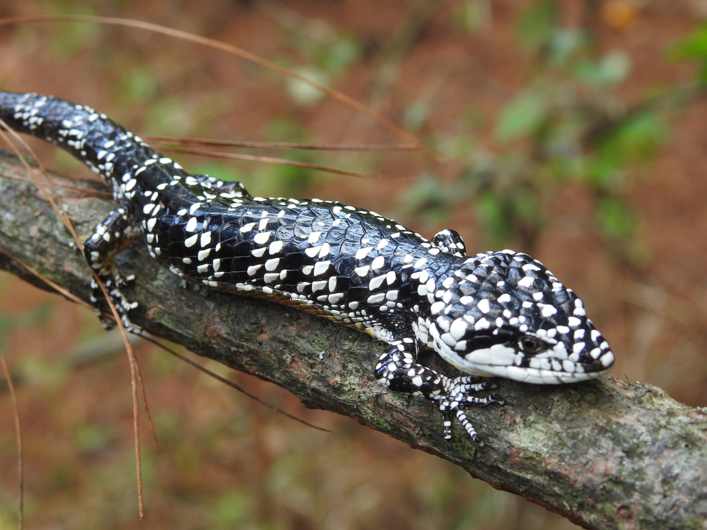 Deppe's Arboreal Alligator Lizard