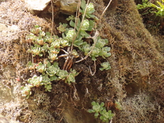 Sedum moranii