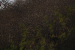 Buteogallus anthracinus