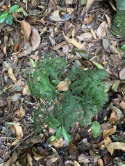 Pteris ensiformis