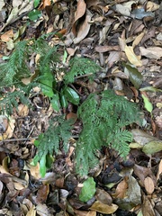 Pteris ensiformis