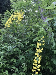 Laburnum