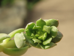 Sedum moranii