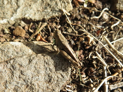 Calliptamus madeirae