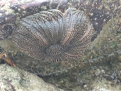 Heliaster cumingi