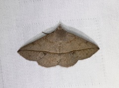 Ugia insuspecta