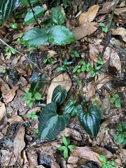 Dioscorea dodecaneura