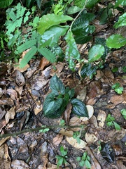 Dioscorea dodecaneura