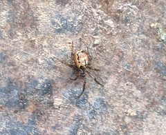 Enoplognatha marmorata