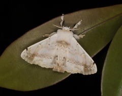 Ernolatia moorei