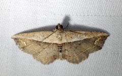 Eugnathia lunifera