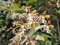 Epidendrum exasperatum image