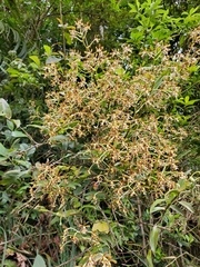 Epidendrum exasperatum