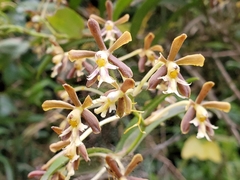 Epidendrum exasperatum