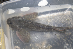 Blennodon dorsalis
