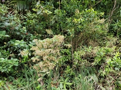 Epidendrum exasperatum