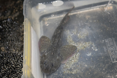 Blennodon dorsalis