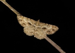 Psilalcis galsworthyi