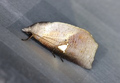 Pterogonia episcopalis