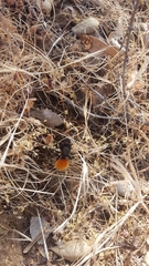 Dasymutilla magnifica