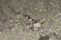 Bovichtus variegatus