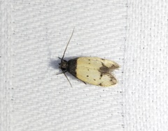 Tyrolimnas anthraconesa
