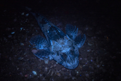 Bovichtus variegatus