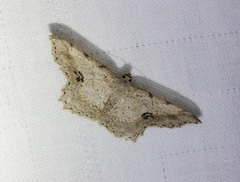 Calletaera subexpressa