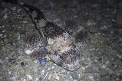 Bovichtus variegatus