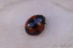 Exochomus jamaicensis