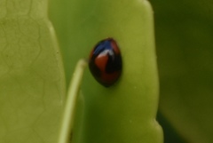 Exochomus jamaicensis