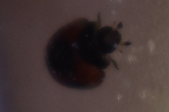 Exochomus jamaicensis