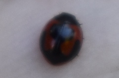 Exochomus jamaicensis