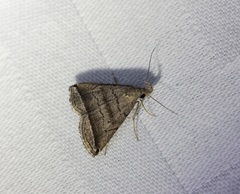 Lysimelia neleusalis