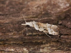 Metacosmesis laxeuta