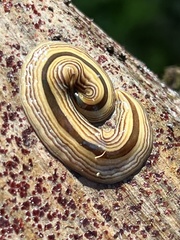 Australopacifica regina