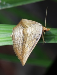 Parasada carnosa