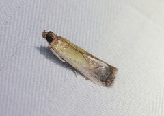 Piesmopoda semilutea