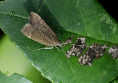 Torodora gemella